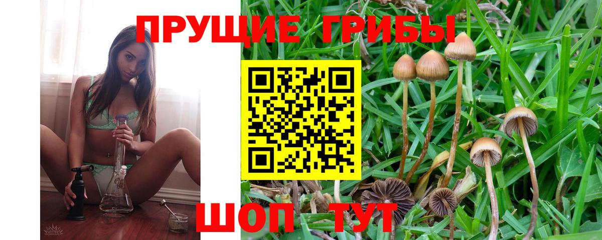 Галлюциногенные грибы Psilocybine cubensis Ачхой-Мартан